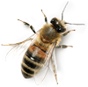 Bee_003